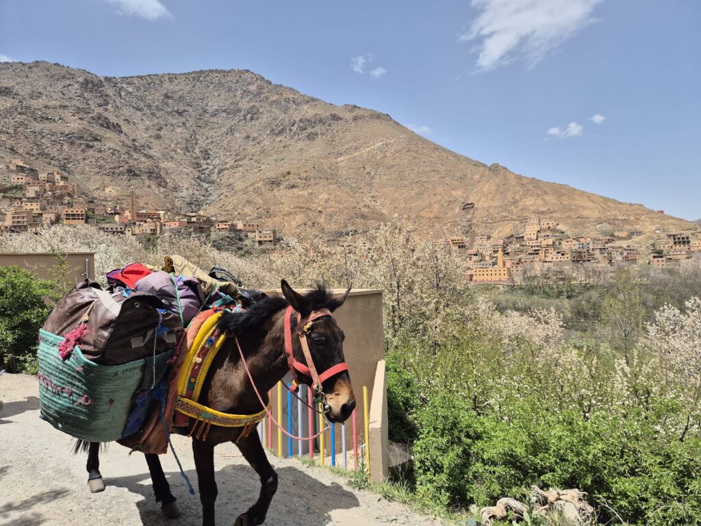 En las altas montañas del Alto Atlas marroquí, a solo unas horas de camino de Marrakech pero culturalmente a un mundo de distancia, florecen pequeños pueblos bereberes donde la vida transcurre como antaño. Imagina llegar al Valle de Aït Bouguemez –conocido como “el valle feliz”– y encontrar 28 aldeas de adobe aferradas a las laderas, rodeadas de terrazas verdes de maíz y nogales, y dominadas por picos nevados. Las casas de barro, con puertas de madera tallada y rejas de hierro forjado en las ventanas, se confunden con la tierra rojiza de las montañas.