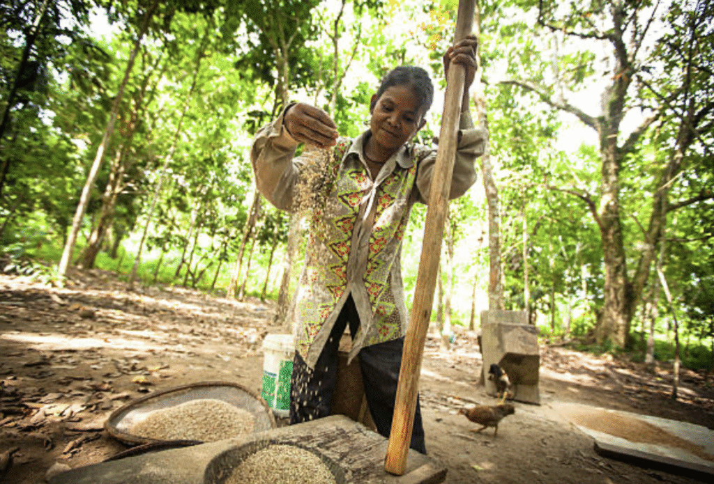 Densa vegetación tropical de Taman Negara, hábitat del pueblo Batek