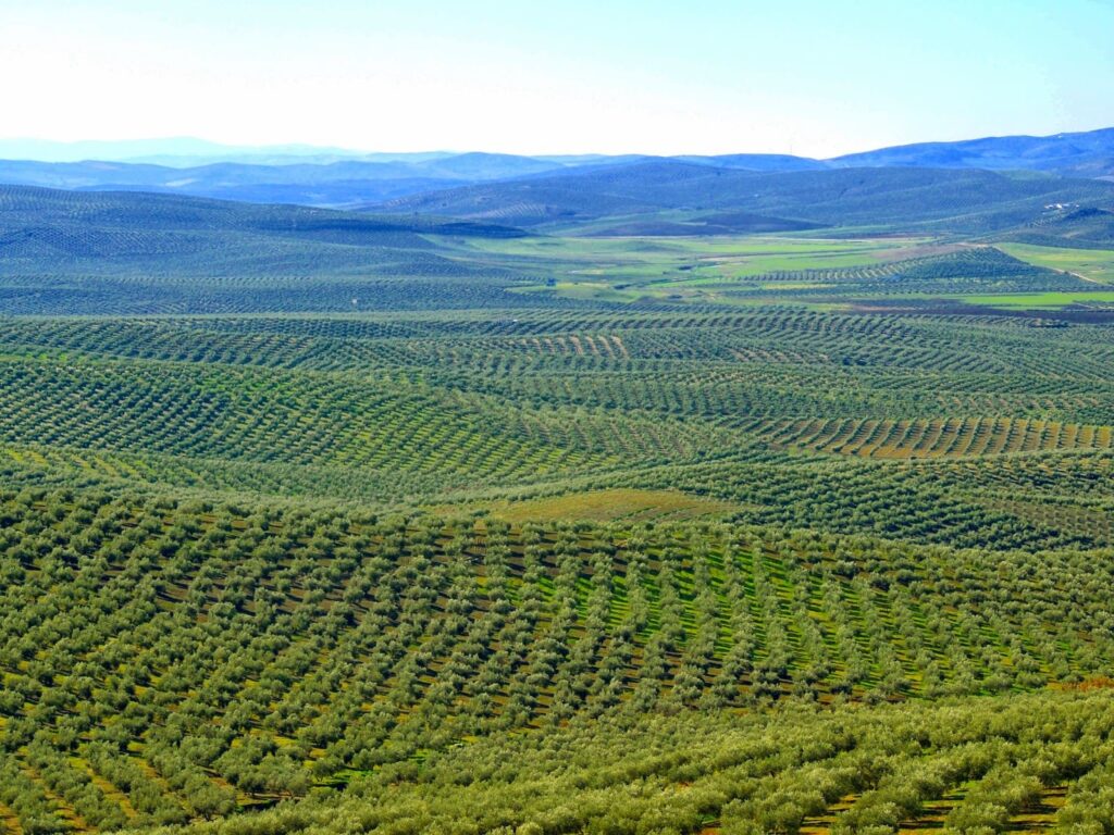 Amanecer en la Sierra Sur de Jaén con niebla suave y paisaje de montaña