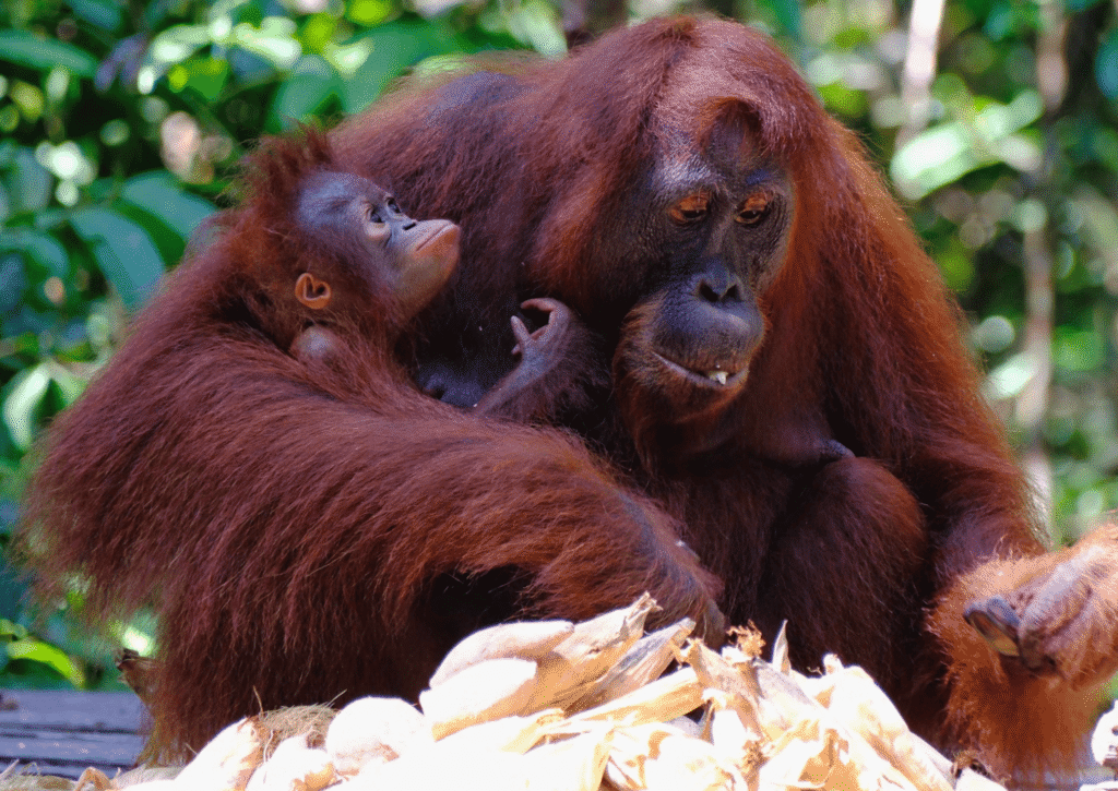 fauna salvaje de Borneo en Malasia