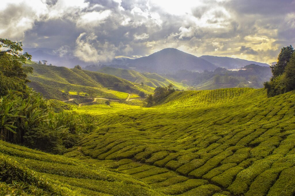 Cameron Highlands y plantaciones de té en Malasia