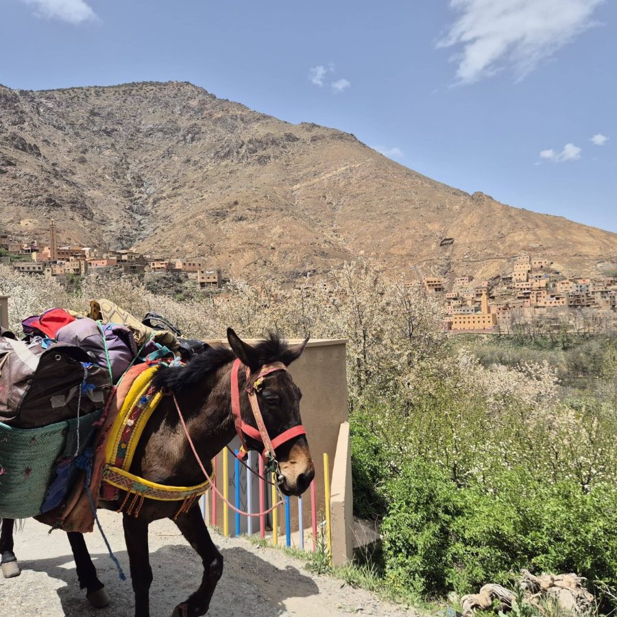 En las altas montañas del Alto Atlas marroquí, a solo unas horas de camino de Marrakech pero culturalmente a un mundo de distancia, florecen pequeños pueblos bereberes donde la vida transcurre como antaño. Imagina llegar al Valle de Aït Bouguemez –conocido como “el valle feliz”– y encontrar 28 aldeas de adobe aferradas a las laderas, rodeadas de terrazas verdes de maíz y nogales, y dominadas por picos nevados. Las casas de barro, con puertas de madera tallada y rejas de hierro forjado en las ventanas, se confunden con la tierra rojiza de las montañas.