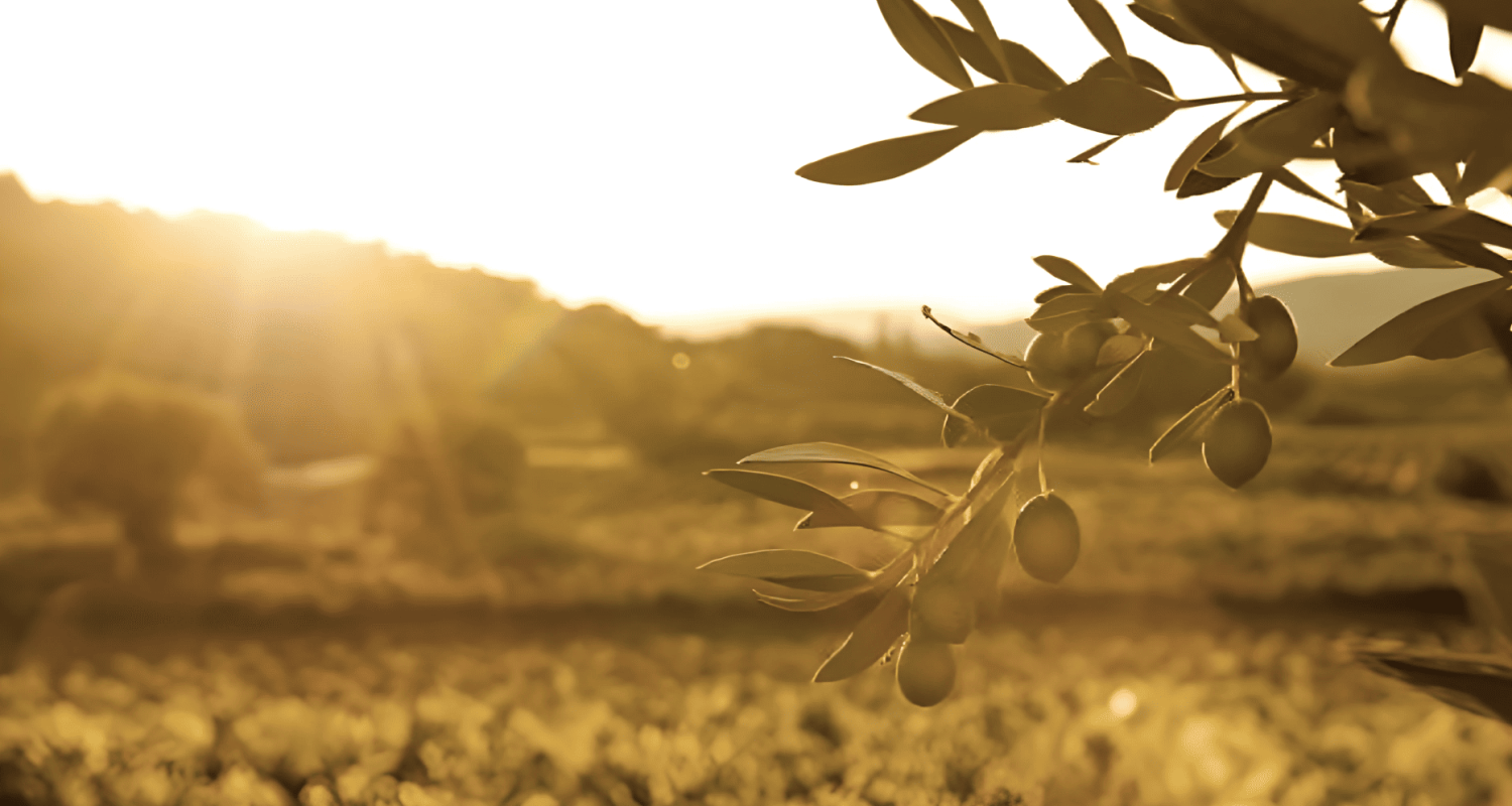 Captura de pantalla 2026-01-28 a las 13.04.22