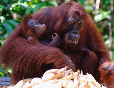 fauna salvaje de Borneo en Malasia