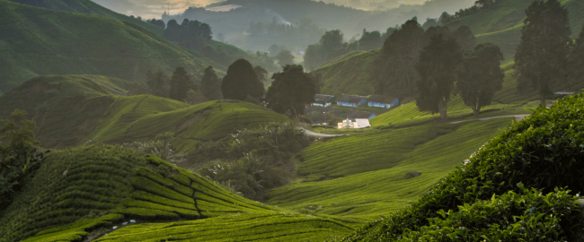 Cameron Highland paisaje Malasia