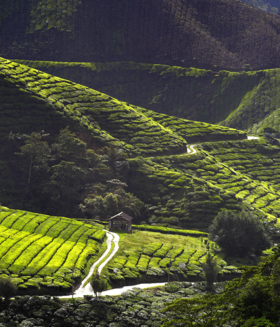 Cameron Highland té plantaciones