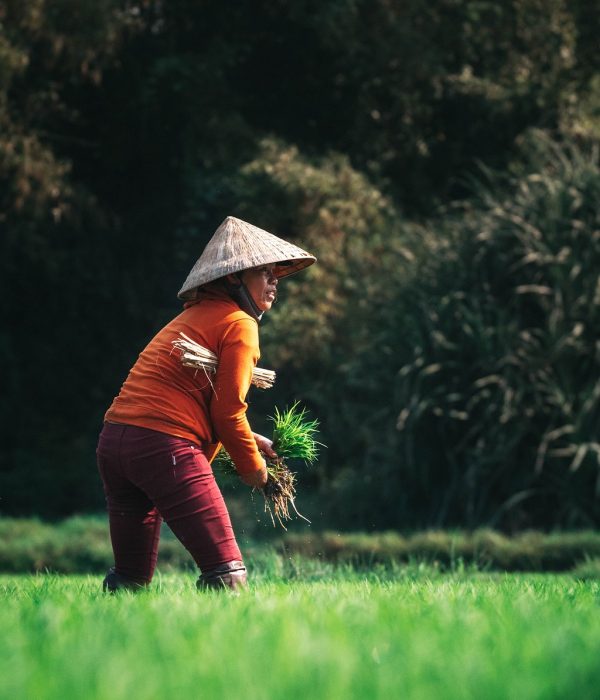 farmer, agriculture, harvest